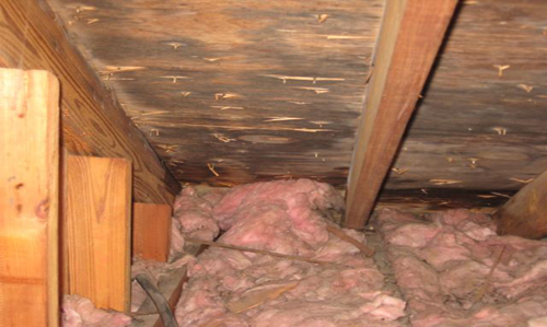 attic mold